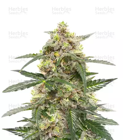 Sativa Mix Samen feminisiert (Herbies Seeds)