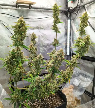 Section 781 Autoflowering (Blimburn x Herbies)
