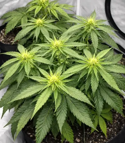 Sir Jack Auto (Exotic Seeds) Cannabis-Samen