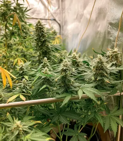 SkullRyder Auto (Blackskull Seeds) Cannabis-Samen