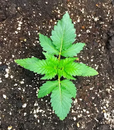Super Boof Auto feminisierte Samen (Fast Buds)