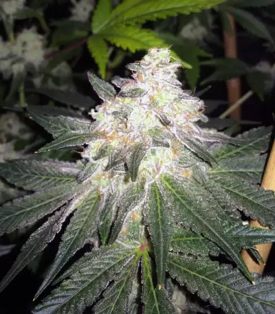 The New (Humboldt Seeds Organization) Cannabis-Samen