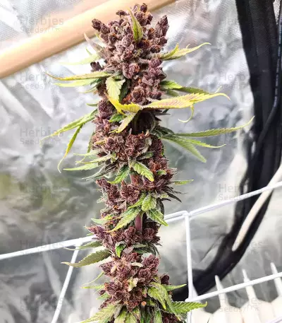 Tropicanna Poison F1 Fast Version feminisiertes Saatgut (Sweet Seeds)