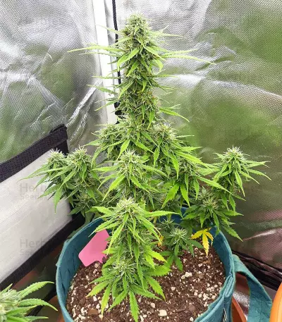 Super Skunk Auto (Garden of Green Seeds) Cannabis-Samen