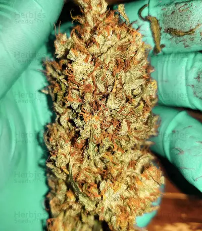 West Coast O.G. Auto (Fast Buds) Cannabis-Samen