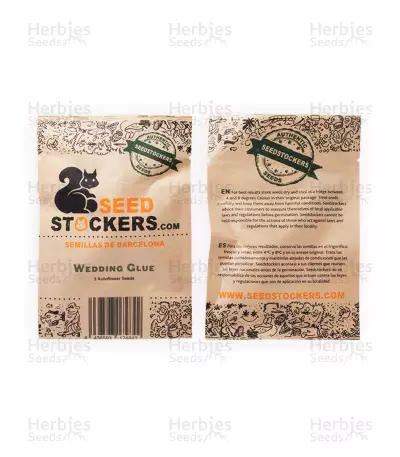 Wedding Glue Auto feminisierte Samen (Seedstockers)