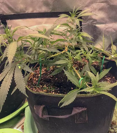Cali Bay Dream (Garden of Green Seeds)