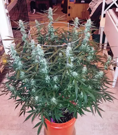 Amnesia Haze Auto strain
