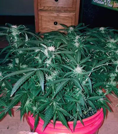 Amnesia Haze Auto strain