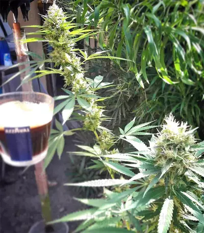 Amnesia (Seedstockers) Cannabis-Samen