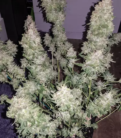 Auto Blueberry (Dutch Passion) Cannabis-Samen