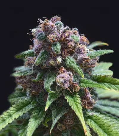C99 (G13 Labs) Cannabis-Samen