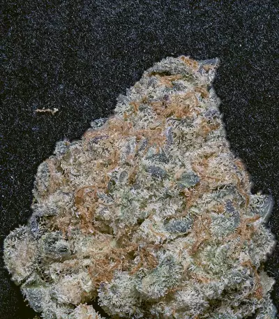 DO-Si-DOS (Big Head Seeds) Cannabis-Samen