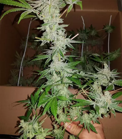 Eleven Roses feminisierte Samen (Delicious Seeds)