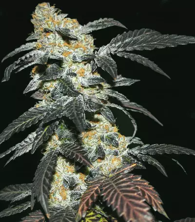French Cookies (T.H. Seeds) Cannabis-Samen