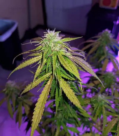 Hindu Kush (Sensi Seeds) Cannabis-Samen