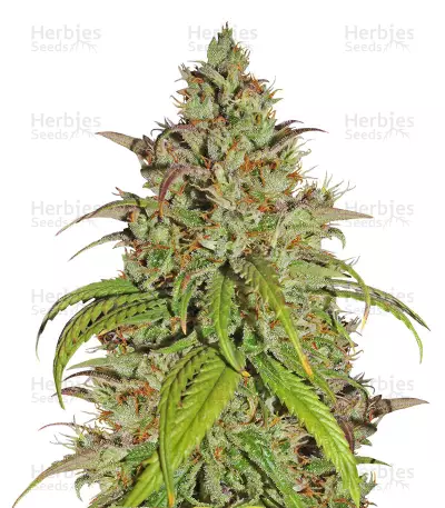 Jack Herer (Kera Seeds) Cannabis-Samen