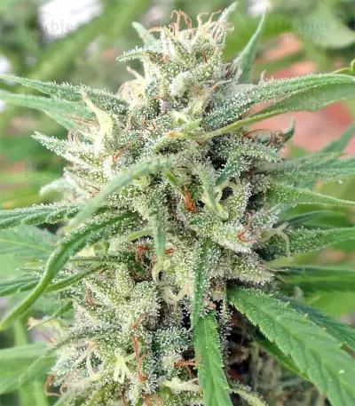 Malawi Regular (Ace Seeds) Cannabis-Samen