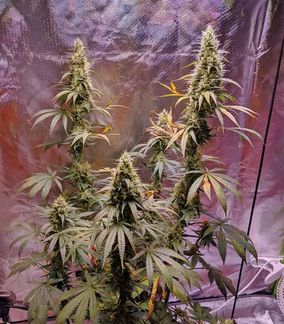 Outdoor Hurricane (Kera Seeds) Cannabis-Samen