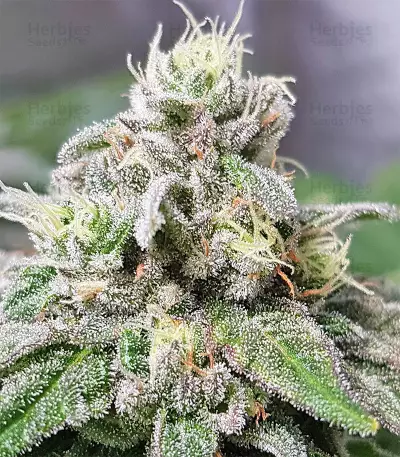 Pineapple (Seedstockers) Cannabis-Samen