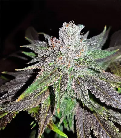 Pineapple (Seedstockers) Cannabis-Samen