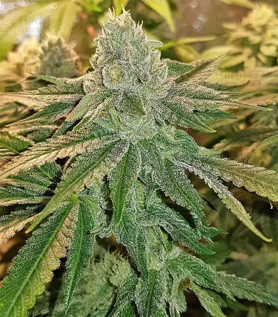 Pineapple (Seedstockers) Cannabis-Samen