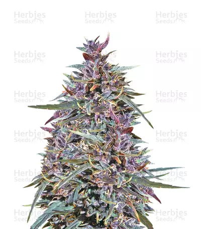 Purple Haze x Malawi (Ace Seeds) Cannabis-Samen