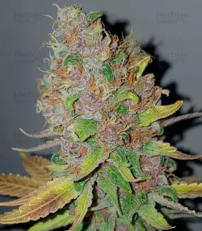 Purple Queen strain