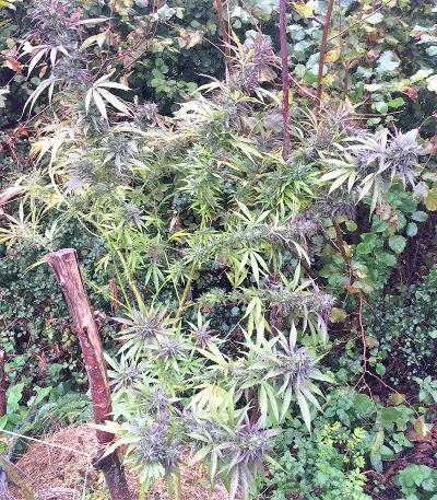 Thai Chi (Ace Seeds) Cannabis-Samen