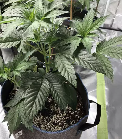 Wedding Gelato (RQS) Cannabis-Samen
