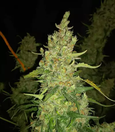 Z Auto (Original Sensible Seeds) Cannabis-Samen