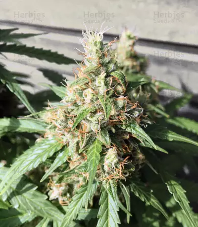 AK420 Autoflower strain