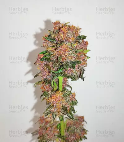Dark Lemonade Auto feminisierte Samen (Delicious Seeds)