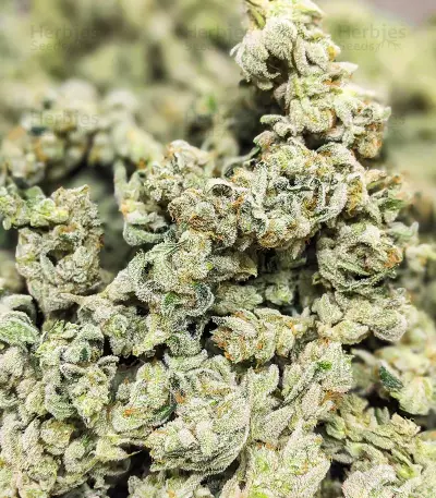 Dozy Cake feminisierte Samen (AlphaFem Seeds)