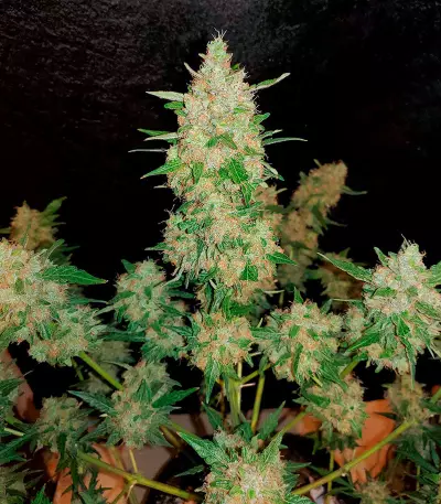 Extreme Impact Auto (Heavyweight Seeds) Cannabis-Samen