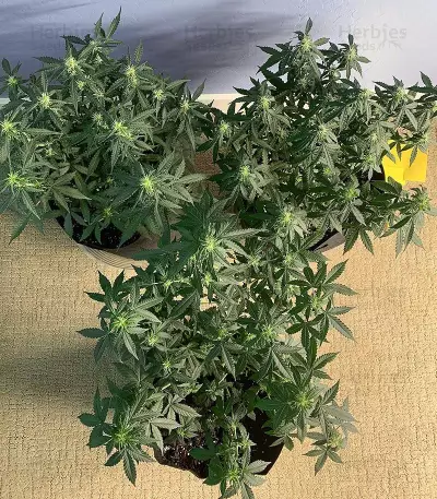 Gelato Auto strain