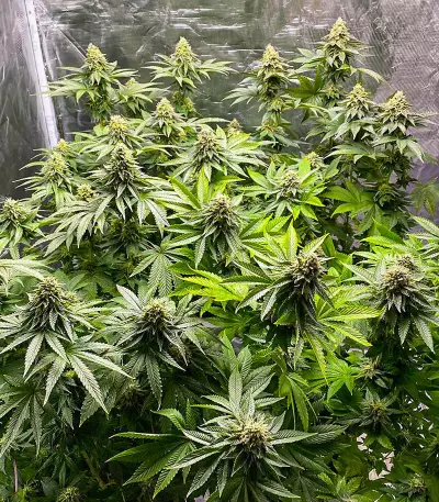 Girl Scout Cookies Fast Version feminisierte Samen (EGS)