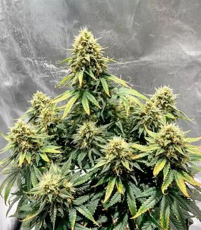 Gorilla Girl XL Auto feminisierte Samen (Sweet Seeds)