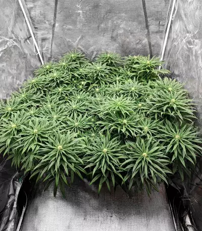 Jack Herer feminisierte Samen (Seedkeepers)