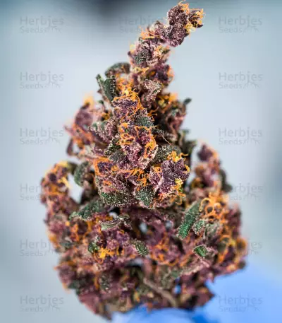 Keepers OG Autoflower feminisierte Samen (Seedkeepers)