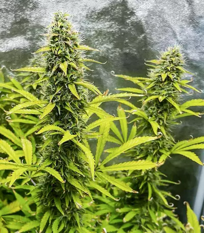 Kosher Kush 66 Autoflower feminisierte Samen (EGS)