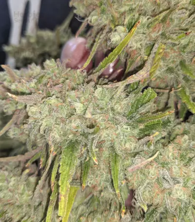Monster Gelato (Monster Genetics) Cannabis-Samen