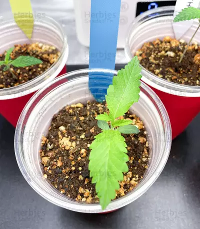 Northern Lights Auto (Expert Seeds) Cannabis-Samen