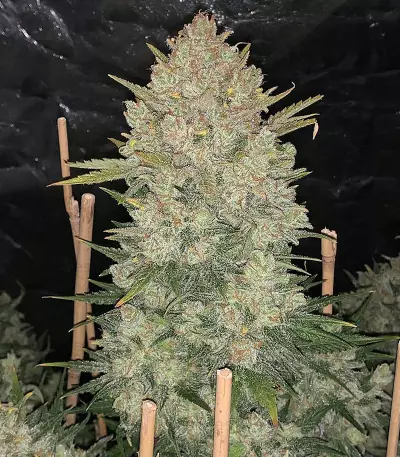 Original Auto OG Kush (Fast Buds) Cannabis-Samen