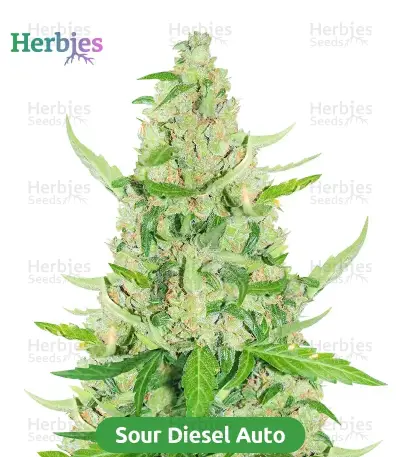 Autopilot Harvest Bundle #1: 3x3 seeds (Mixed)