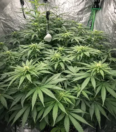 Chemdog Gorilla (Expert Seeds)