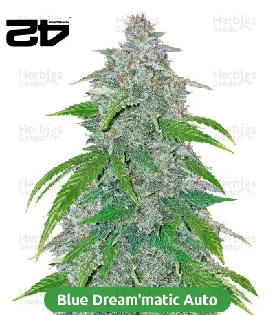 Fast Finish Bundle #1: 3x3 seeds (Mixed)