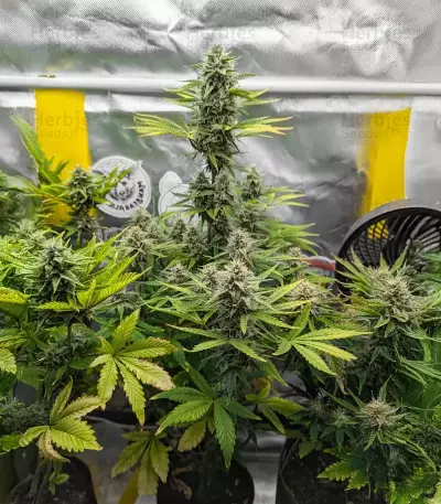 Fugue State Auto (Mephisto Genetics) Cannabis-Samen