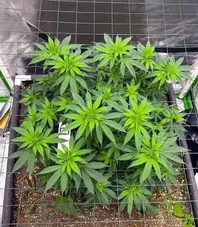 G13 Genius feminisierte Samen (Brothers Grimm Seeds)