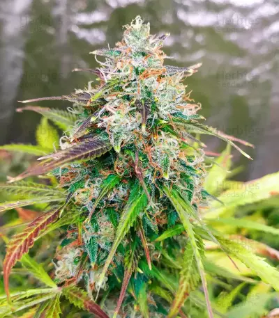 GG#4 Original Glue Auto feminisierte Samen (Fast Buds)